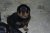 Puppies J